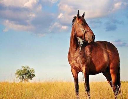 属马和属马的合吗，两个90年属马结婚好吗