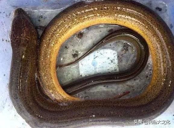 月份的蛇好不好，属蛇的2022