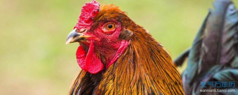 董易奇2022年生肖鸡，2022 年十二生肖年龄对照表