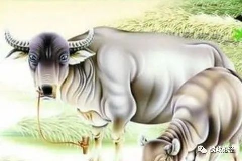 属牛2022年全年运势和运程，2022属牛的运势和财运