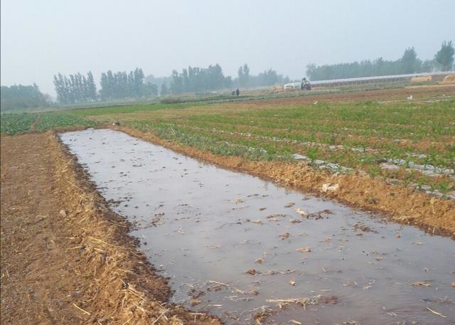 979年属羊女人的命运，1979年属羊女一生运势"