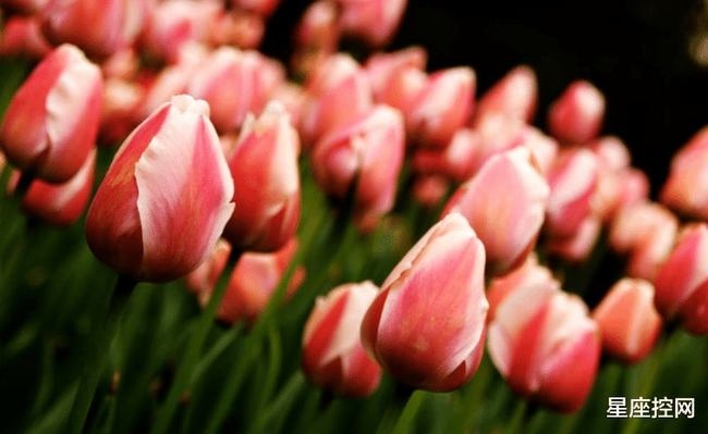 属蛇人2022年财运如何，属蛇2022运势及运程详解