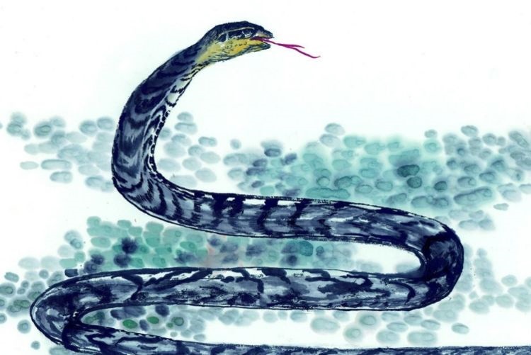 请问属蛇的年份有哪些，生肖属蛇的年份和年龄