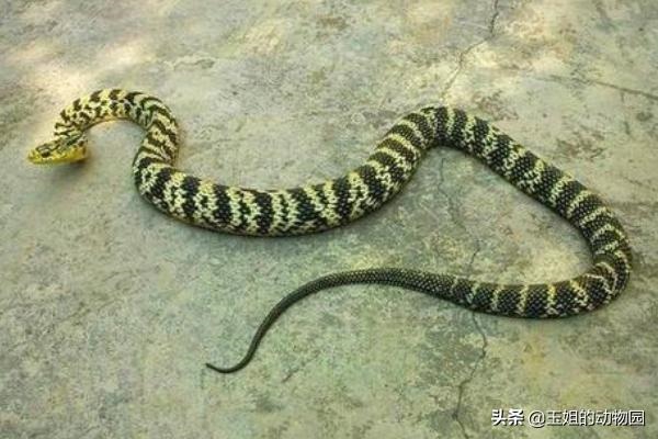 为什么属蛇智商排之一蛇图，水瓶座智商排第几