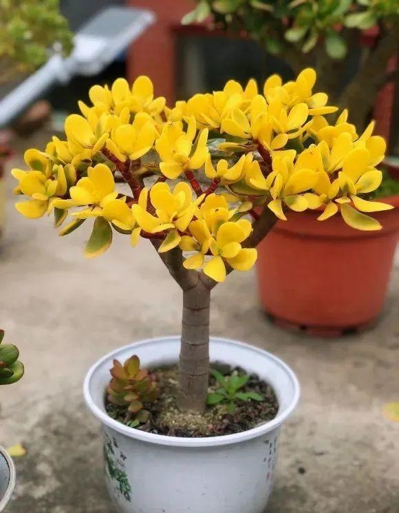 属蛇人家中适合挂哪些画，属蛇的人卧室挂什么画适合