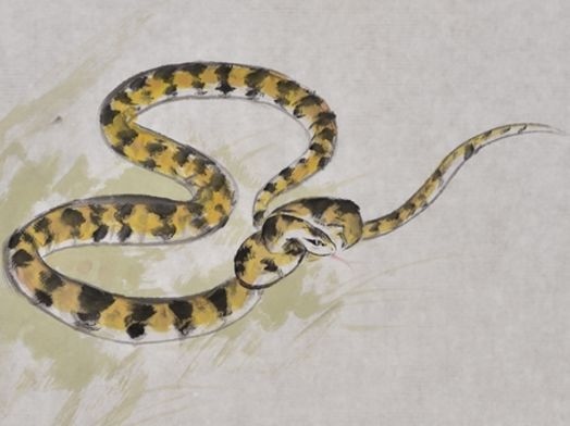 001年属蛇婚配，2001年属蛇几月出生好"