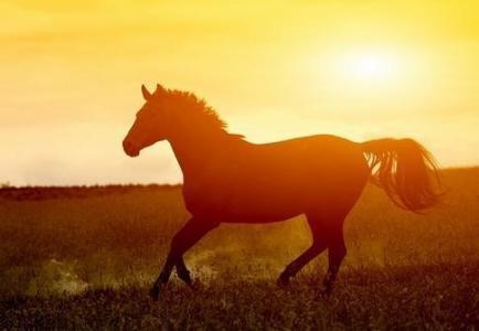 属马人牛年运势如何，属马的人在牛年的运势