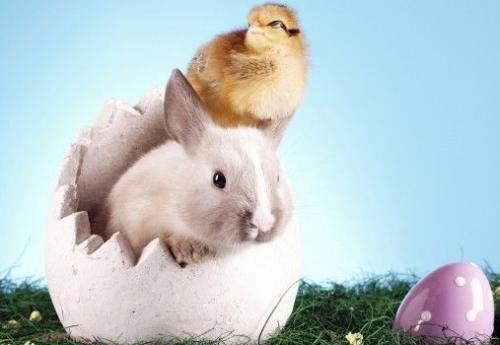 7年属兔男的一生,87年属兔33岁有一劫"