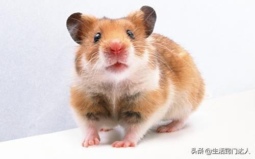 灭老鼠最有效的13个 *** 推荐，除老鼠最有效办法