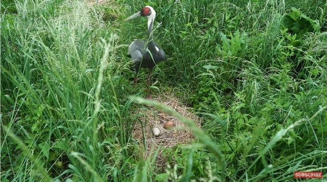 虎和蛇做夫妻好不好，男属虎女属蛇婚配情况