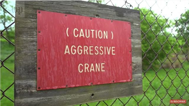 虎和蛇做夫妻好不好，男属虎女属蛇婚配情况