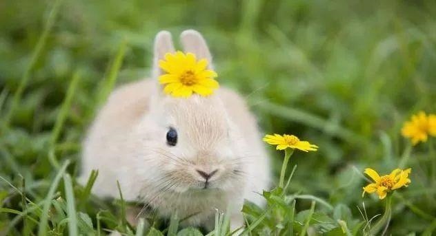 属兔的克星是哪个属相，属兔的和什么属相相克