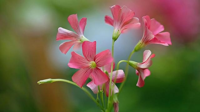 属蛇人最富贵的出生时辰，属蛇男几月出生最富贵