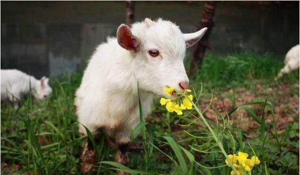 属羊什么月份出生更好富贵，1979年属羊人最旺的年龄