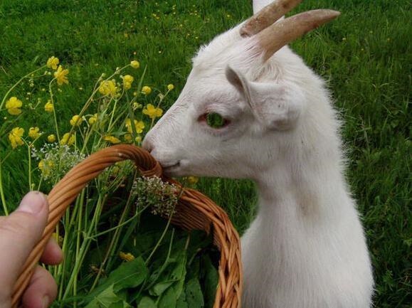 羊和蛇在一起财运好吗,羊人今日财运