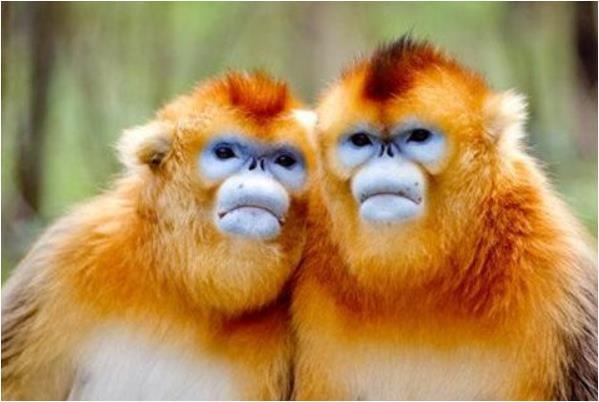 六八年属猴的2022命运如何，2022六八年属猴人的全年运势