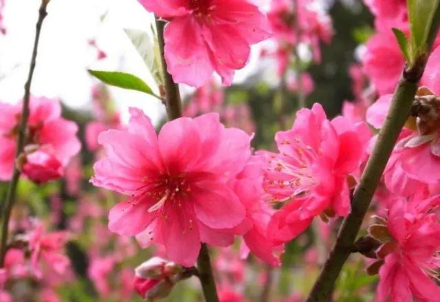 注定嫁大款的生肖女，天生是商业奇才的生肖女