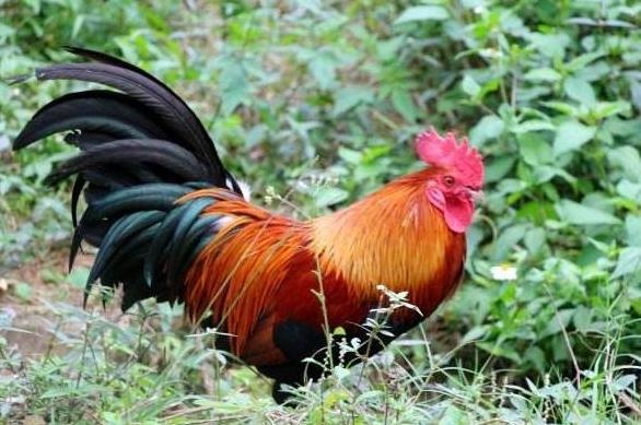 属蛇用什么名字最旺财，属蛇的人最适合的 名2022