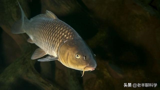 虎和龙在一起对谁不利，属虎和属龙的夫妻结局