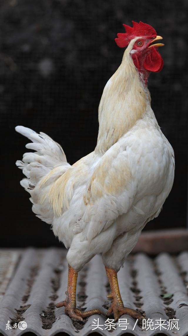 公鸡是辟邪的吗,公鸡为什么能辟邪