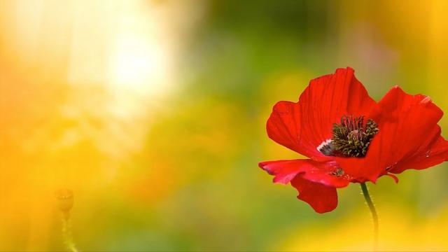 属蛇人最富贵的出生时辰，属蛇男几月出生最富贵