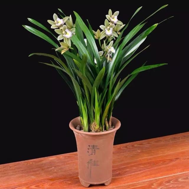 属蛇吉祥手机号码，属蛇1977年手机尾数几更好