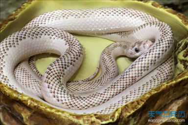 属蛇男与属蛇女相结合怎么样，92年男属猴的和什么属相最配