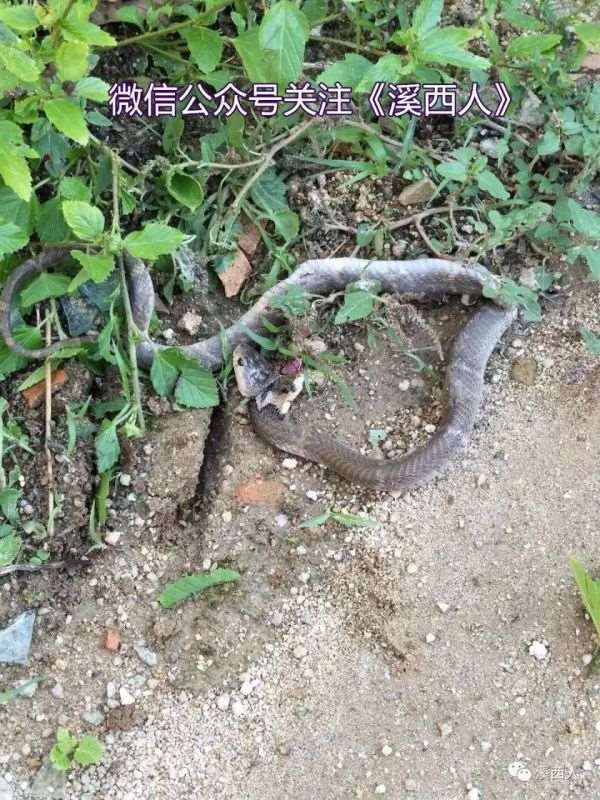 月份的蛇好不好,十一月的蛇命运如何"