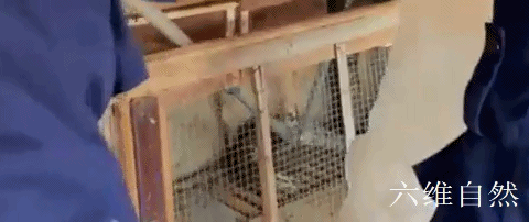 小兔子被蛇做到哭，当一只兔子救了一条蛇