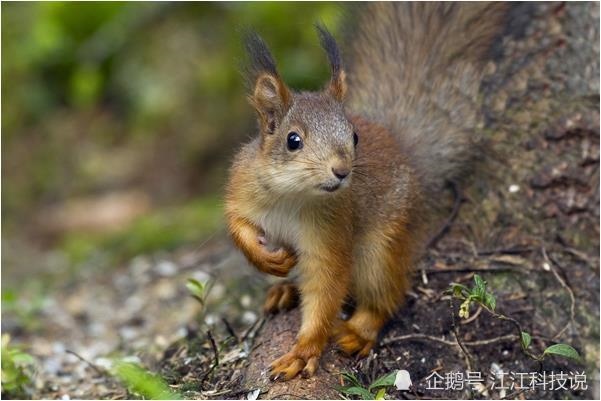 2年属鼠晚年怎么样，72年属鼠人48岁后命运"