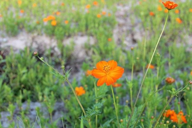 022年女属狗的运势，属狗射手座2022运势"