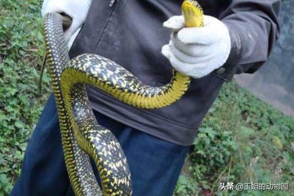 为什么属蛇智商排之一蛇图，水瓶座智商排第几