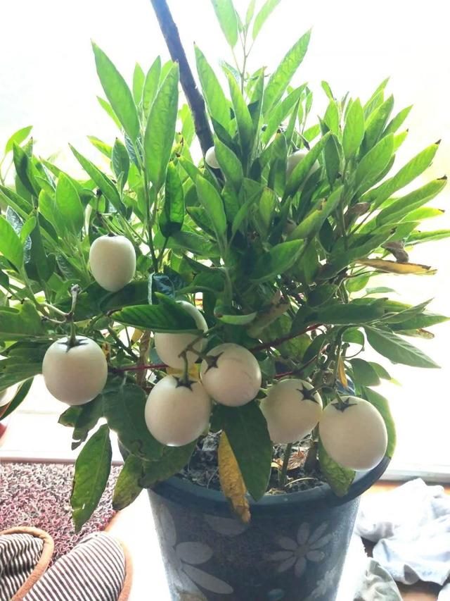 属蛇人家中适合挂哪些画，属蛇的人卧室挂什么画适合