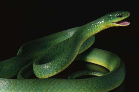 属蛇女在2022年怎么样,属蛇2022运势及运程详解