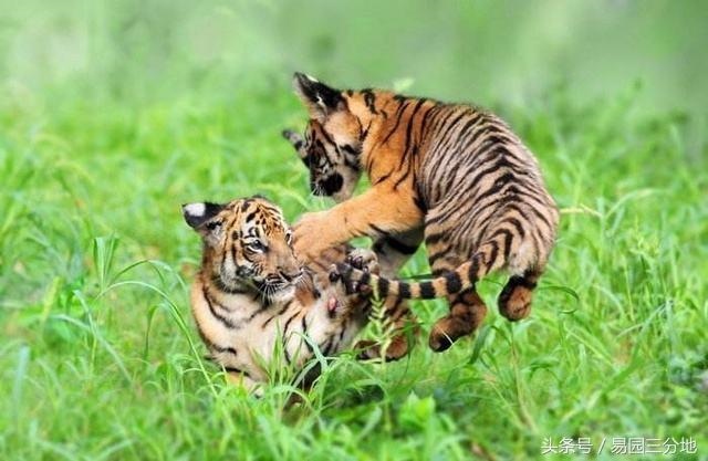 022年犯披麻星的生肖,2022年最倒霉的四大生肖"