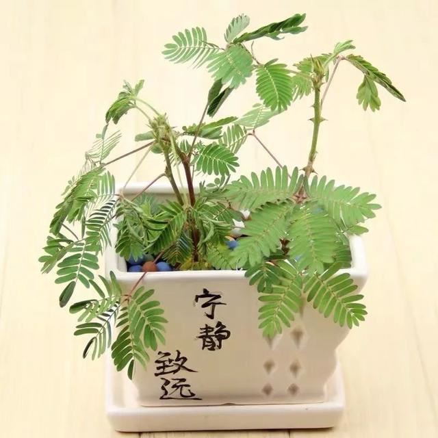 属蛇吉祥手机号码，属蛇1977年手机尾数几更好