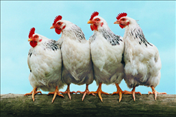 1年鸡一生命运如何，1970年属狗人一生命运"