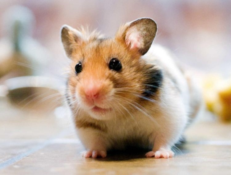 2属鼠人五十大运到了，72年生肖鼠50岁后命运"