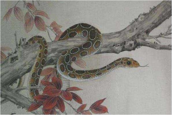 965属蛇的今年多少岁，生肖蛇最倒霉的年龄"