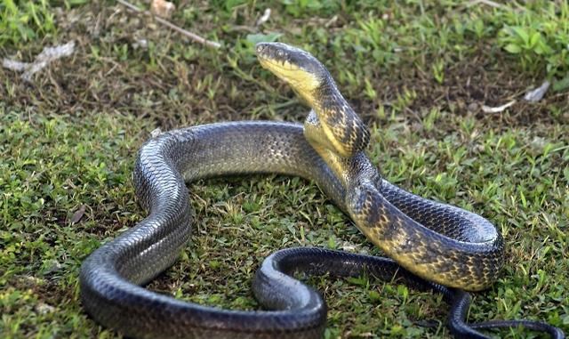 属蛇的财运方位，属蛇财运不好怎么转运