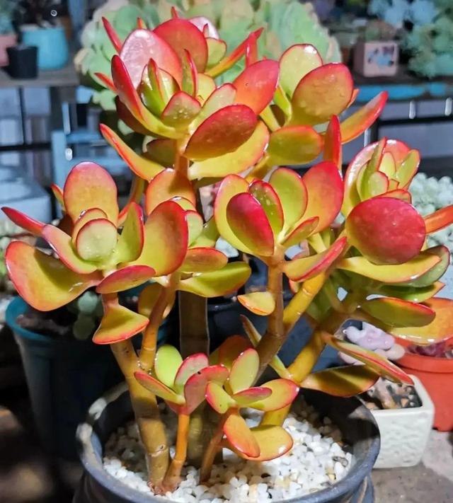 属蛇人家中适合挂哪些画，属蛇的人卧室挂什么画适合