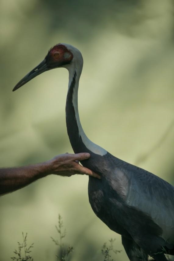 虎和蛇做夫妻好不好，男属虎女属蛇婚配情况