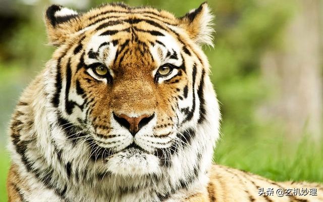 属兔的十一月份的运势，属兔人11月份运势运程