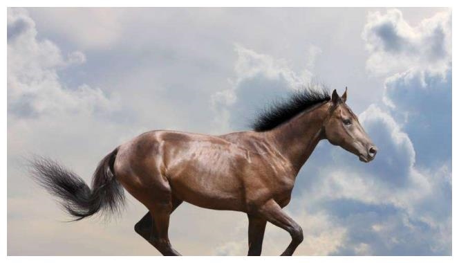 属马哪个月出生最不好，66出生的属马几月不好