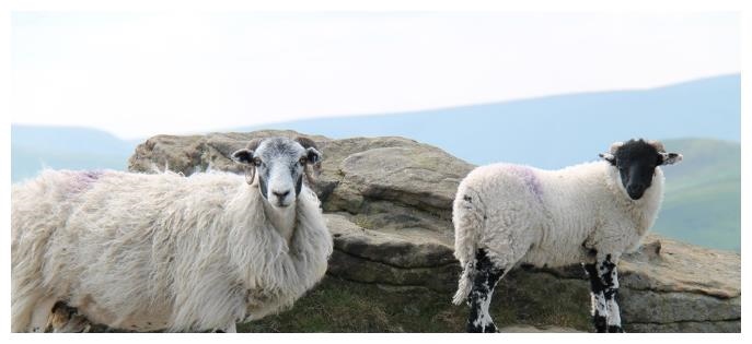 属羊的人2022年，91年属羊男2022年运势