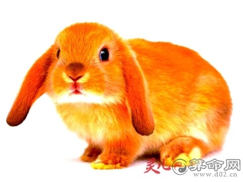 属兔75年的2022年怎么样，1975年属兔女2022年运势