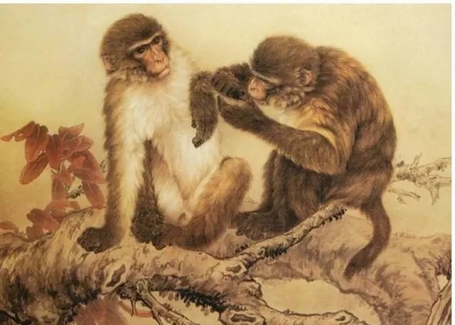 为什么说属猴人29岁最苦,女属猴命更好吗