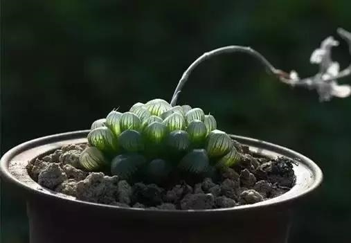 最旺属兔的植物，属兔家里放什么招财