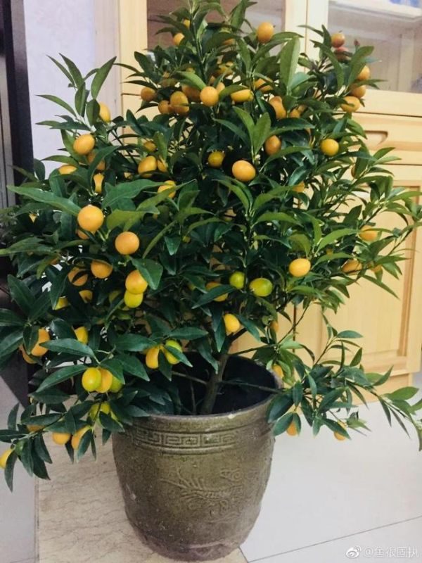 属虎的人最旺的植物，属虎人的旺财植物