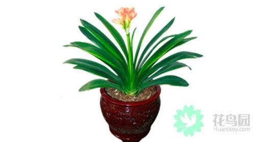 属蛇人风水更好的头像，蛇最招财的微信 名